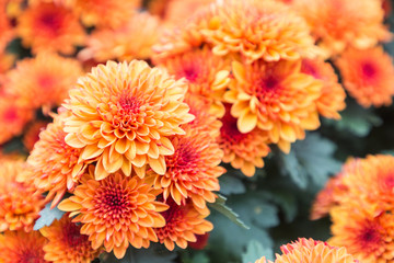 Flower and green leaf background in flower garden at sunny summer or spring day. flower for postcard beauty decoration and agriculture concept design.