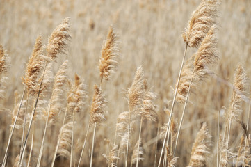 Obraz premium reed in autumn season