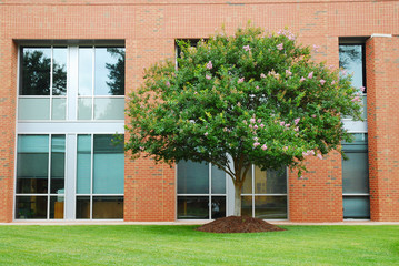 industrial building exterior and green tree in spring