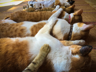 Neutering dogs and cats in World Rabies Day,Surgical sterilization of dogs, cats