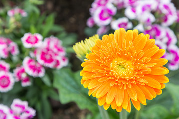 Flower and green leaf background in flower garden at sunny summer or spring day. flower for postcard beauty decoration and agriculture concept design.