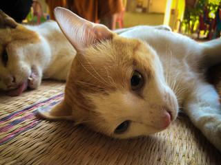 Neutering dogs and cats in World Rabies Day,Surgical sterilization of dogs, cats