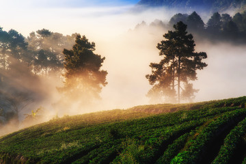 Fototapeta na wymiar Morning sunrise in strawberry field at doi Angkhang mountain, Chiang mai, Thailand