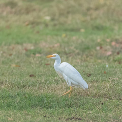 Western Cattle Egret, Bubulcus ibis, beautiful white bird on the grass 
