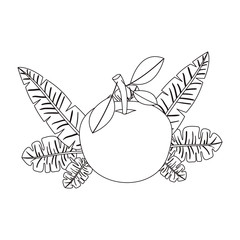 orange with leafs fresh and citrus fruit vector illustration design