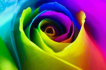 Fototapeta na wymiar Multicolored very beautiful rose. Rose Bud close-up. Rainbow rose Horizontal photo