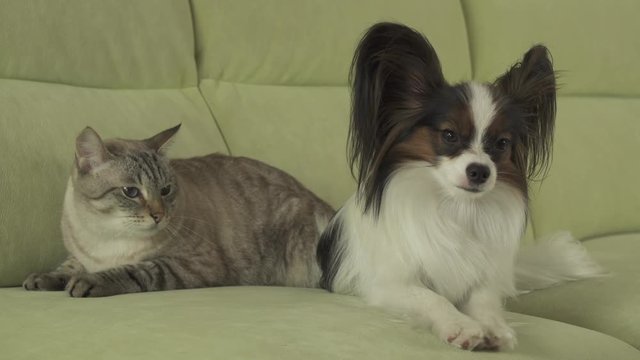 Dog Papillon looks with fear on cat Thai tense relationship stock footage video