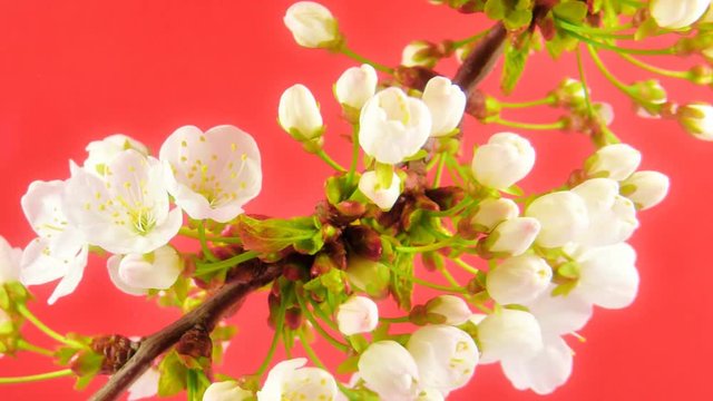 Timelapse cherry branch on blue background. Unwrapping flowers are forming a heart shape - great theme for Valentine's day. UltraHD 4k 3840x2160.