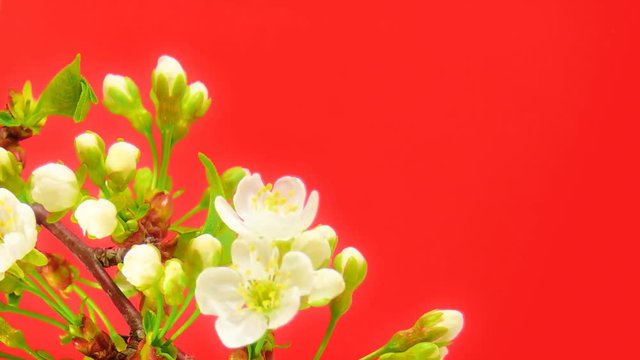 Timelapse cherry branch on blue background. Unwrapping flowers are forming a heart shape - great theme for Valentine's day. UltraHD 4k 3840x2160.