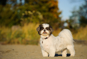 Shih Tzu dog outdoor portrait standing in sand with trees