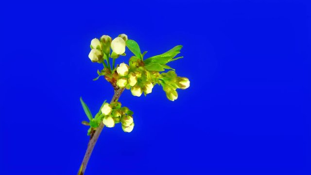 Timelapse cherry branch on blue background. Unwrapping flowers are forming a heart shape - great theme for Valentine's day. UltraHD 4k 3840x2160.