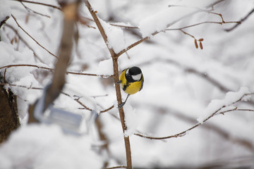 A little bird chickadee sitting on a branch of tree