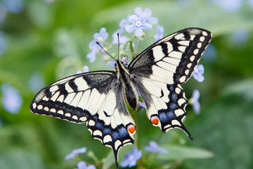 butterfly swallowtail