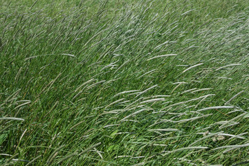 Mountain Meadow Grasses