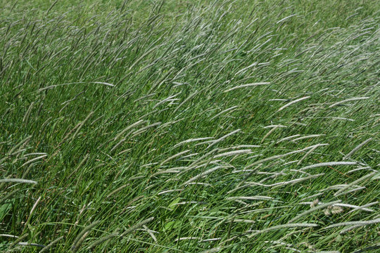 Mountain Meadow Grasses