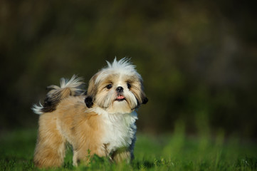 Shih Tzu puppy dog standing in field