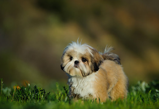 Shih Tzu puppy dog standing in green vield