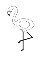 flemish tropical and exotic bird vector illustration design