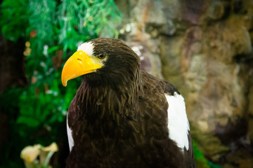 eagle close up
