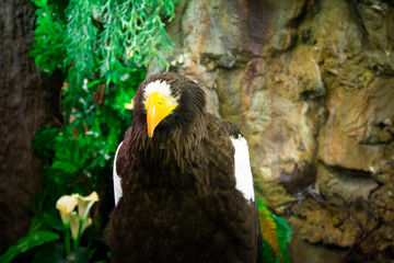 eagle close up