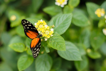 Nectar Monarch