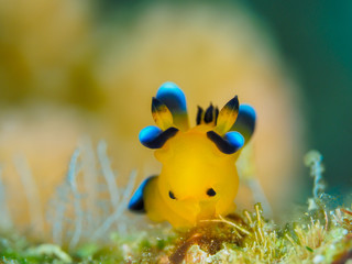 ウデフリツノザヤウミウシ