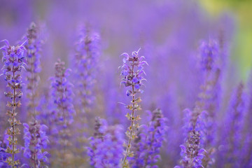 Purple Flowers 1