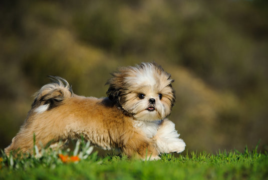 Shih Tzu dog running through green grass
