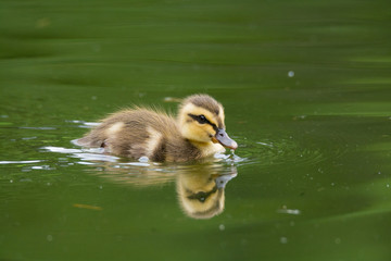 カルガモのヒナ