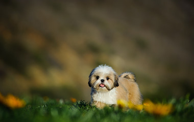 Shih Tzu puppy dog in field with flowers © everydoghasastory