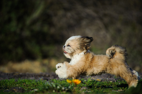 Shih Tzu puppy dog running through field