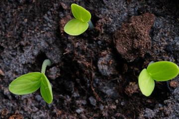 Sprouts, sowing and disembarkation in grunt