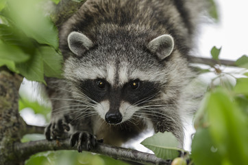 Baby Raccoon