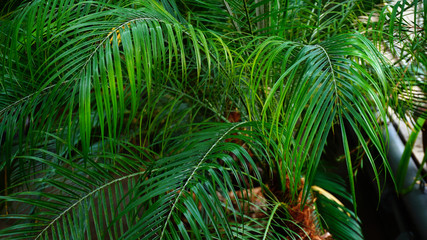 In glasshouse many different types of palms. Green plants grow in front of each other. Concept of...