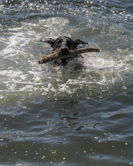 Dog Retrieving Stick