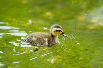 カルガモのヒナ