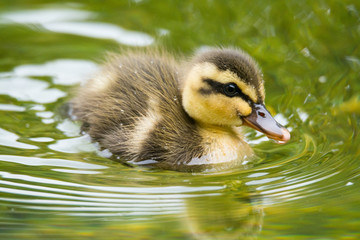 カルガモのヒナ