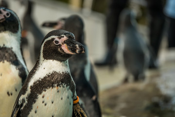 Naklejka premium penguin show in the zoo