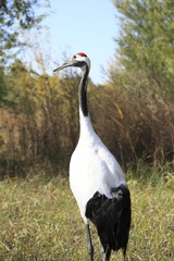 Red-crowned Crane in Zhalong nature reserve