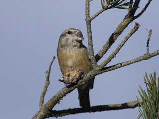 Parrot crossbill (Loxia pytyopsittacus)