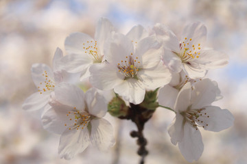 Cherry Blossom Flowers Close Up