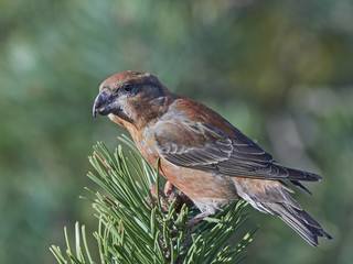parrot crossbill (Loxia pytyopsittacus)