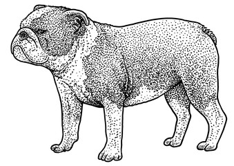 Bulldog illustration, drawing, engraving, ink, line art, vector