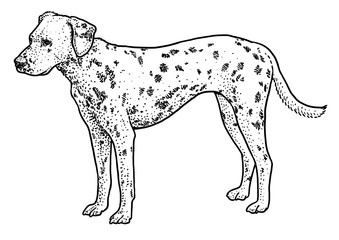 Dalmatian illustration, drawing, engraving, ink, line art, vector