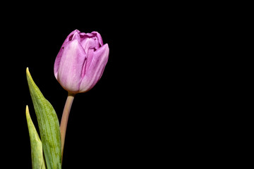 tulip pink spring black background