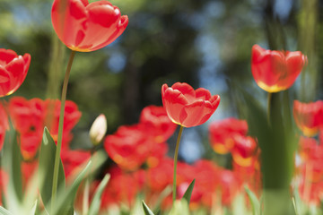 Obraz premium チューリップ