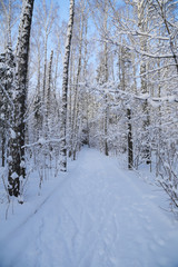 ski trail in winter forest
