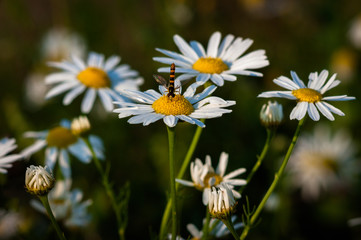field with chamomile flowers. megarhyssa insect sitting on a flower