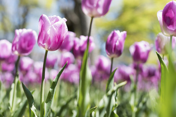 Fototapeta premium チューリップ