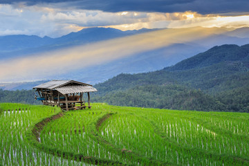 Fototapeta na wymiar green terraced rice field at Chiangmai Thailand
